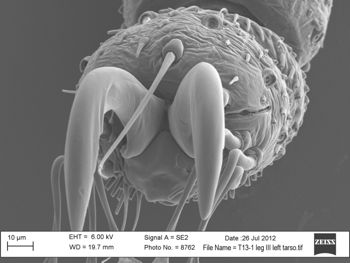 Media type: image; Invertebrate Zoology 131275